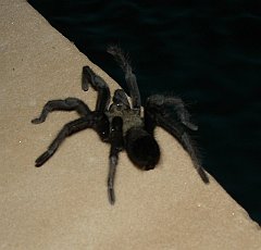 california tarantula